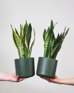 צמחי בית שלא מתים סנסיווריה (Sansevieria)