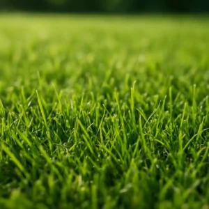 דשא סינתטי או טבעי?