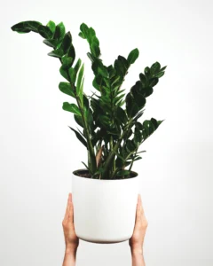 צמחי בית שלא מתים זמית (Zamioculcas – ZZ Plant)