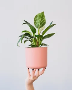 צמחי בית שלא מתים פילודנדרון